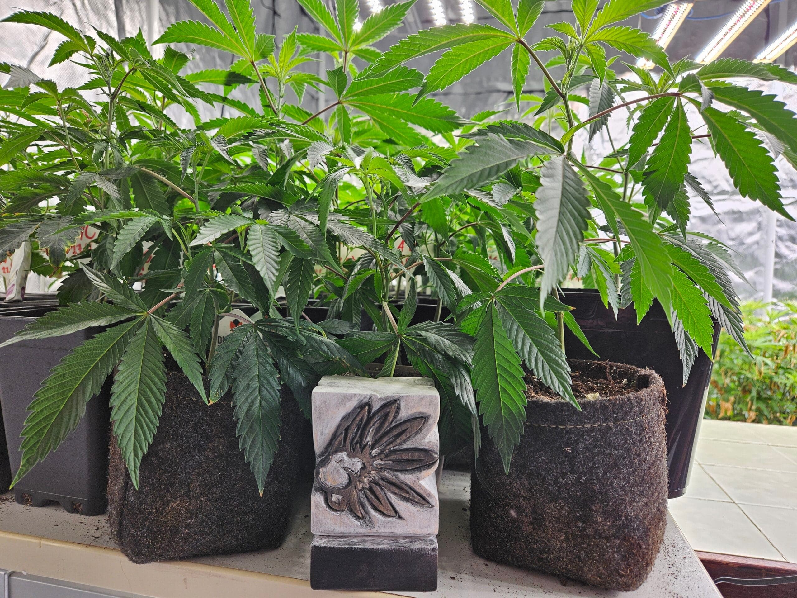 Cannabis Social Club Weimar e.V. — Bild 1