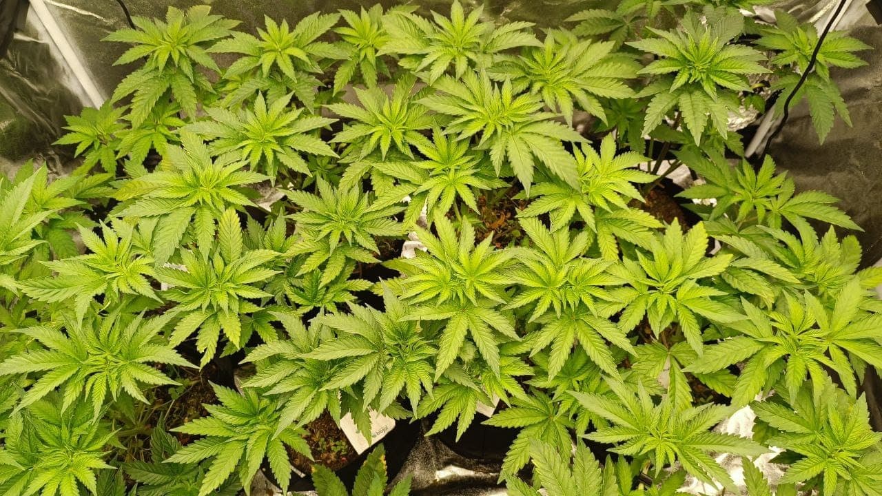 Hemp Heaven Hannover e.V. — Bild 3