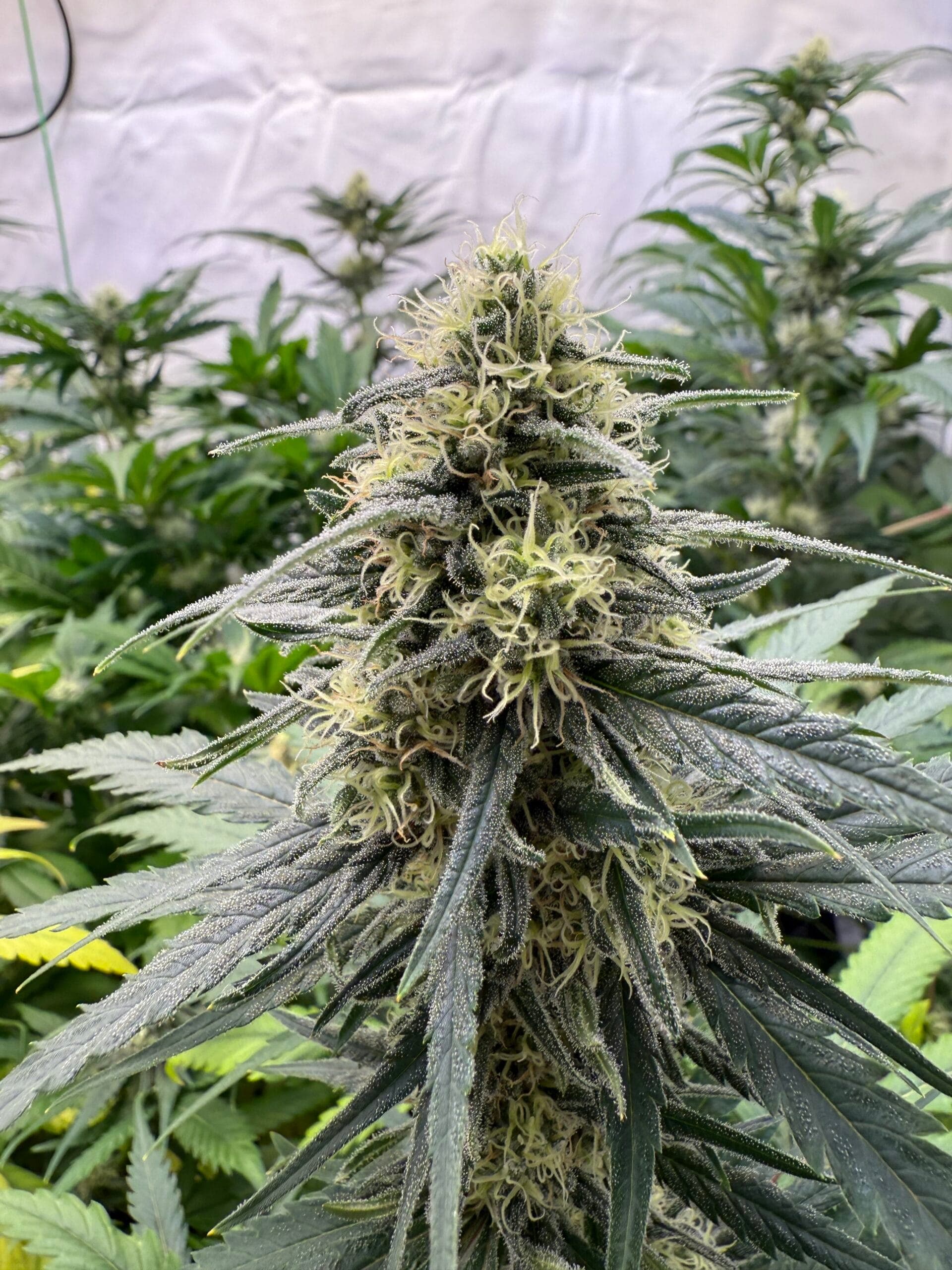 franken.cannabis e.V. — Bild 3