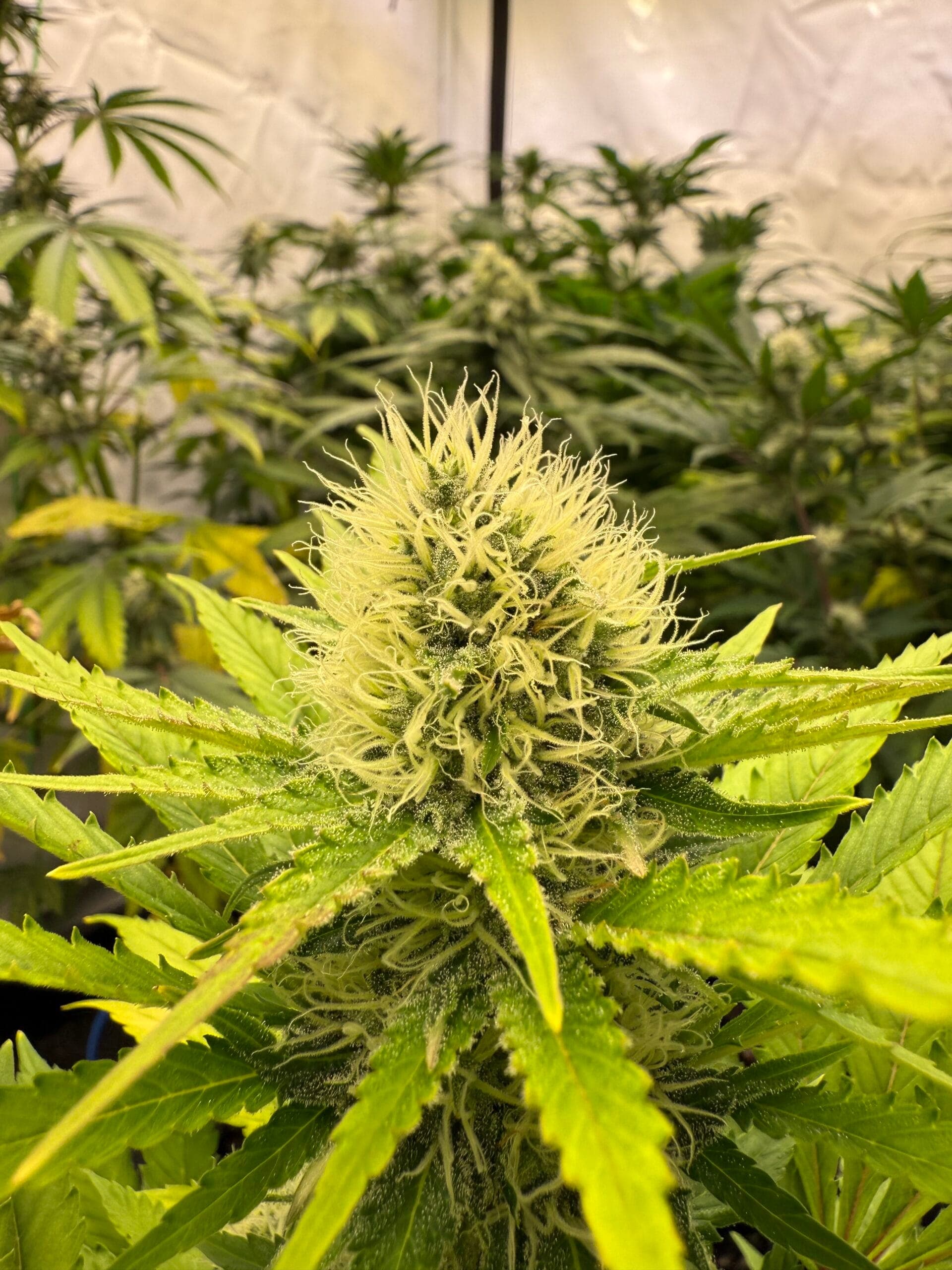 franken.cannabis e.V. — Bild 2
