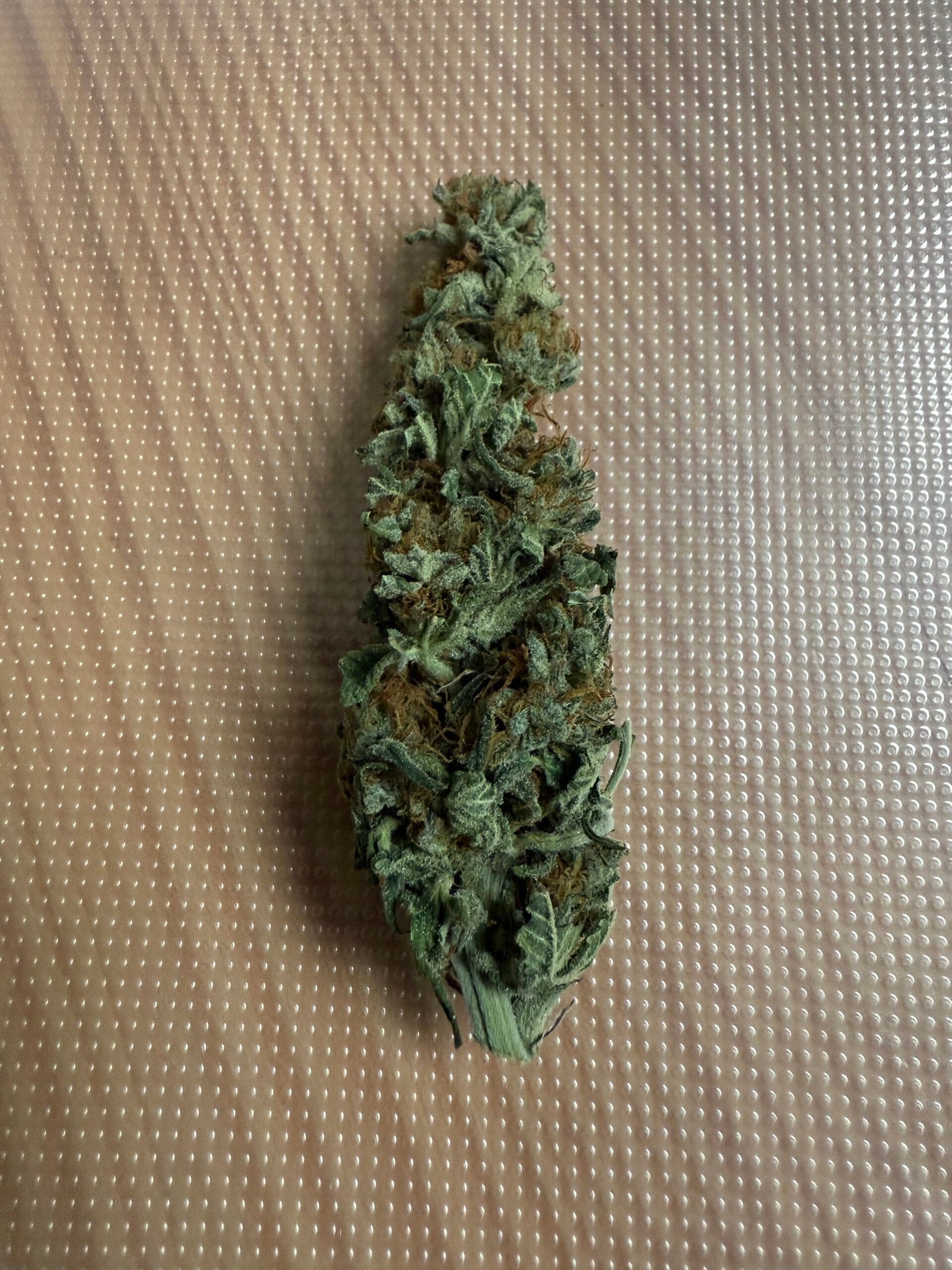 franken.cannabis e.V. — Bild 1