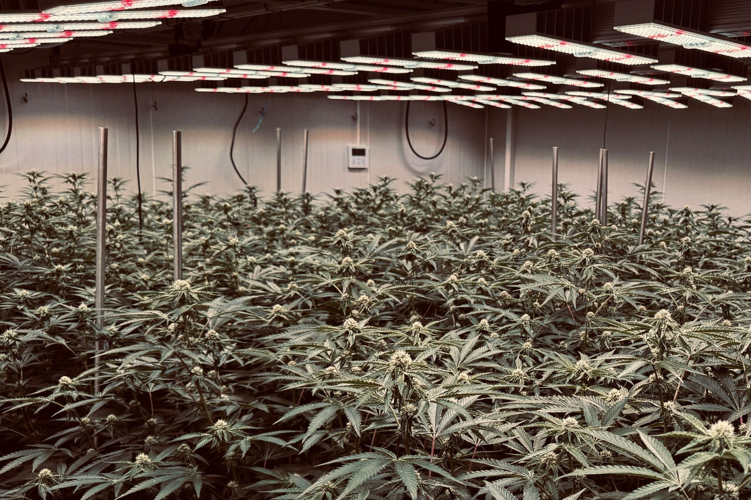 Cannabis Social Club Rhoihesse — Bild 2