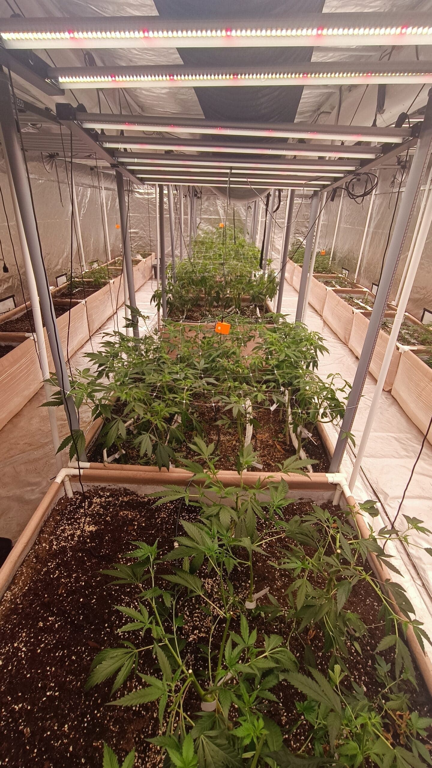 Hemp Heaven Hannover e.V. — Bild 4