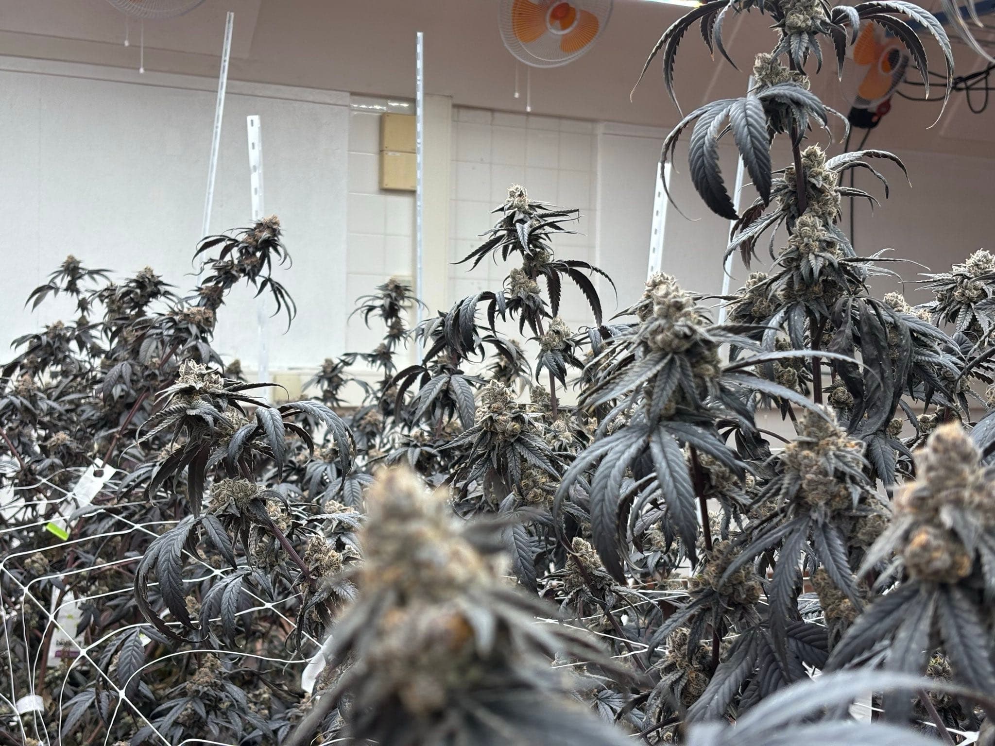 Cannabis Social Club Nordheide e.V. — Bild 5